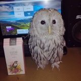 Сова неясыть - 5.jpg